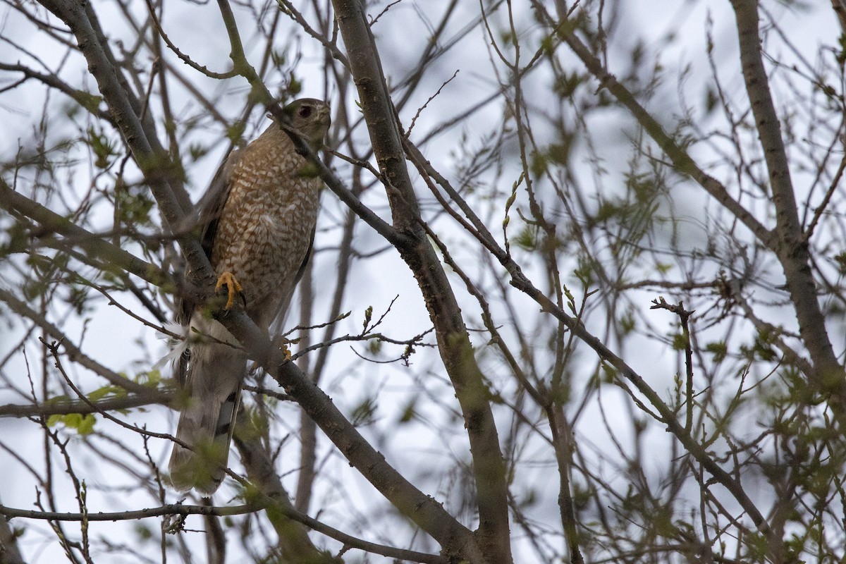 eBird Checklist - 9 May 2022 - Hall County Park - 36 species