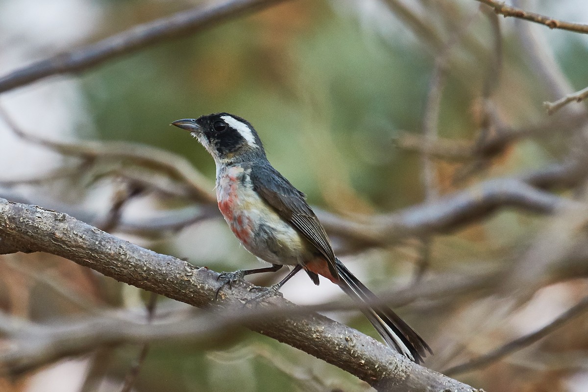 Red-breasted Chat - ML446264891
