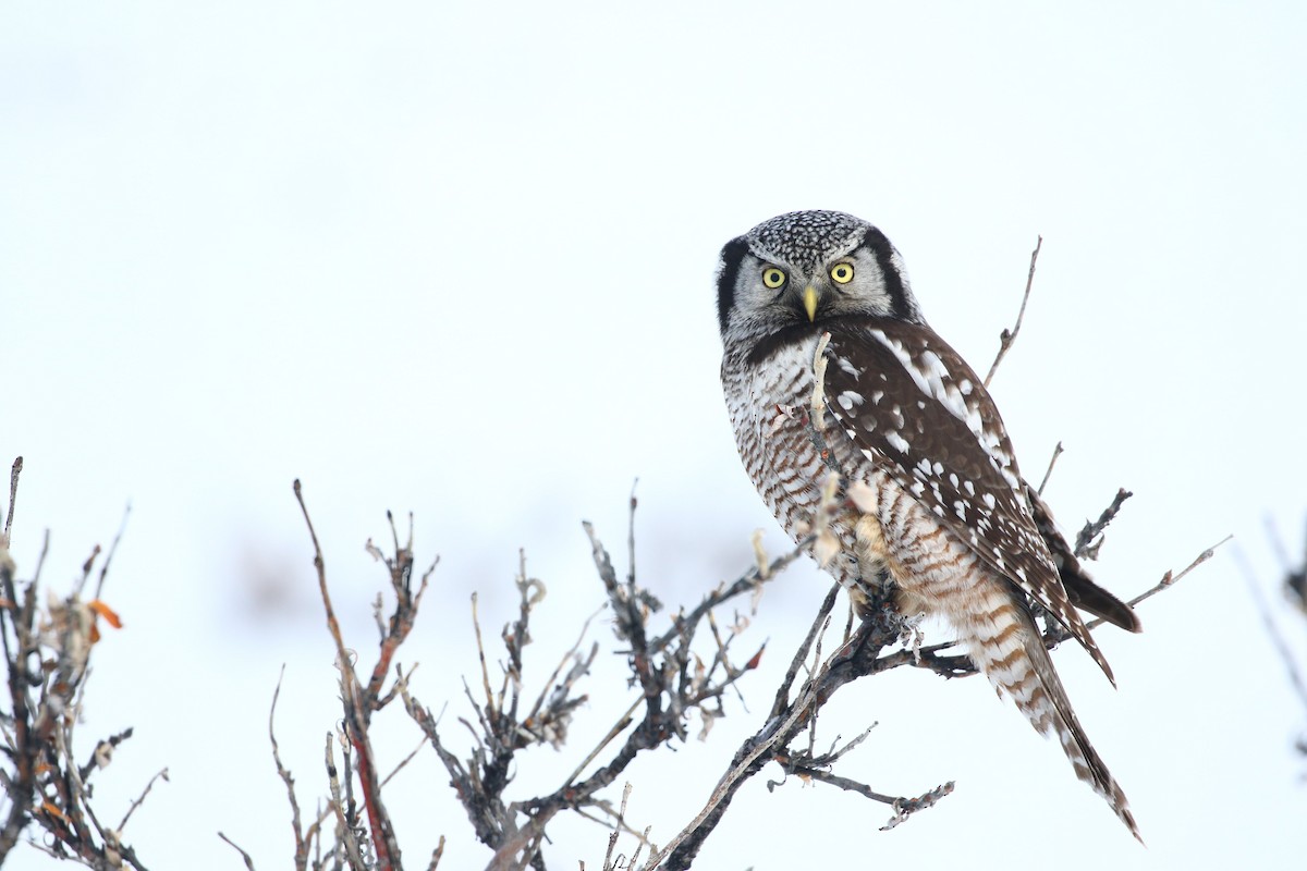 Northern Hawk Owl - Seth Beaudreault