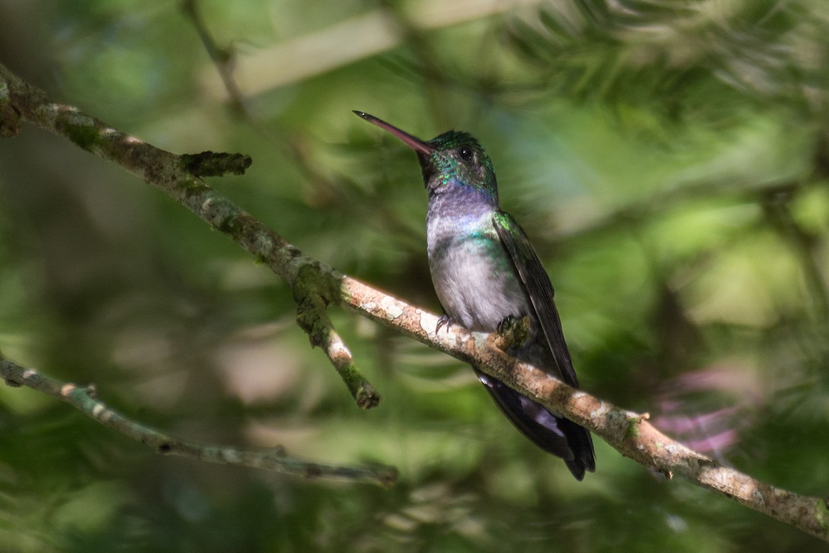 Blue-chested Hummingbird - ML44626691