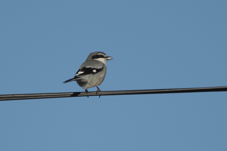 Iberian Gray Shrike - ML44627201