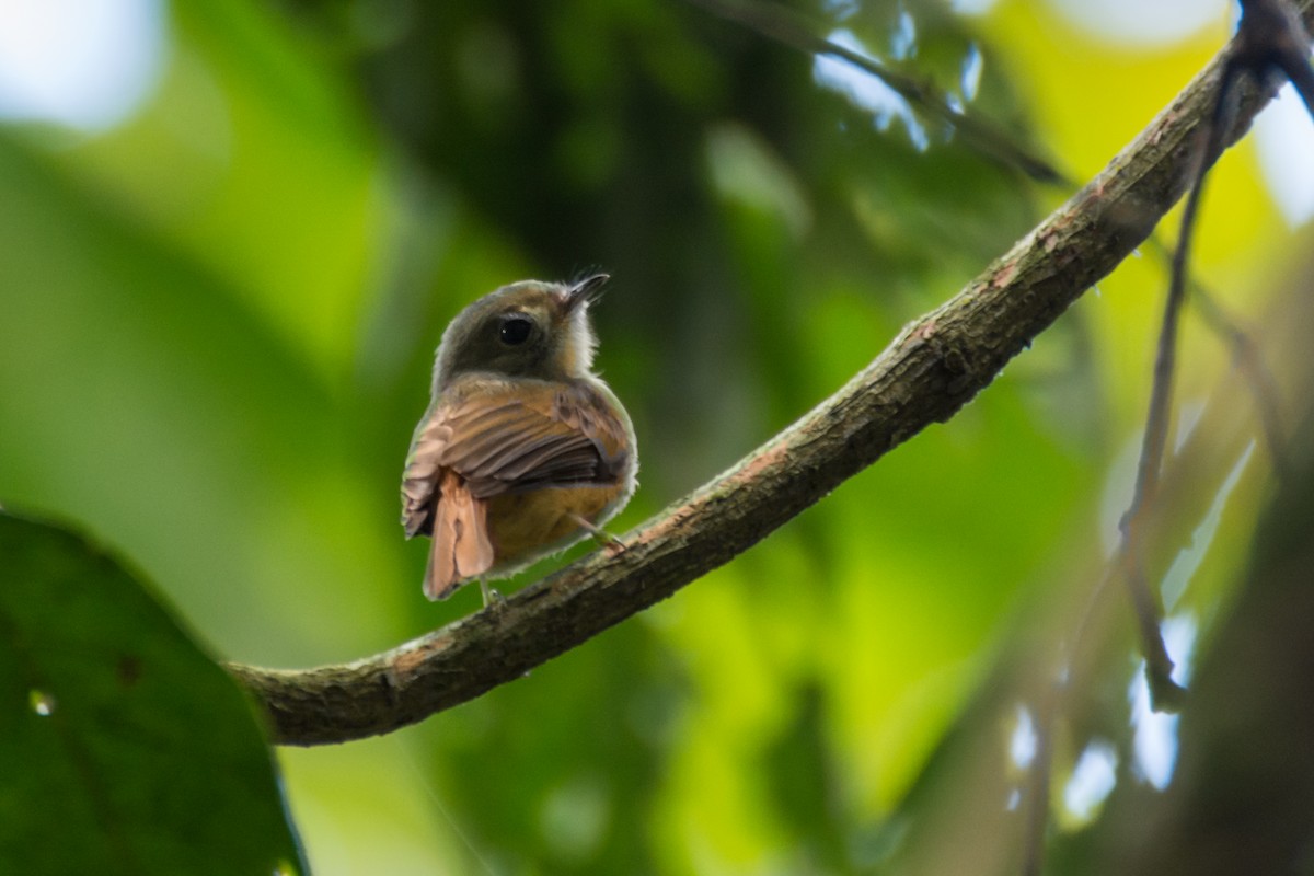 Ruddy-tailed Flycatcher - Camille Merrell
