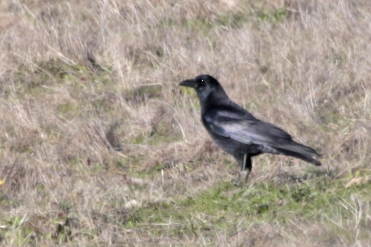 Common Raven - ML44627341