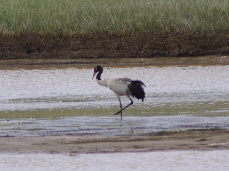Black-necked Crane - ML446277171