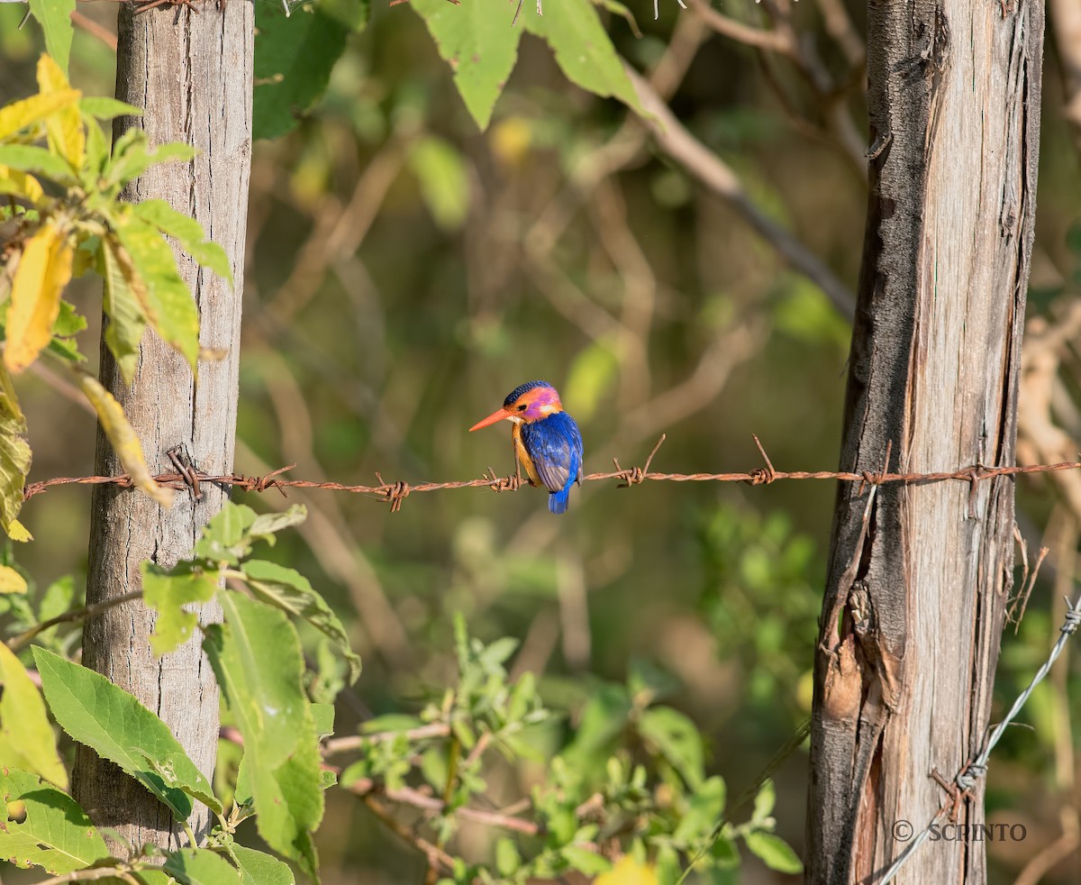 African Pygmy Kingfisher - Shailesh Pinto