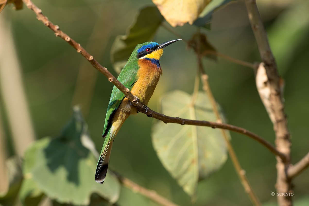 Ethiopian Bee-eater - ML44628021