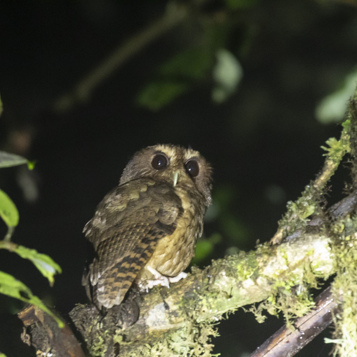 Rufescent Screech-Owl (Colombian) - Celesta von Chamier