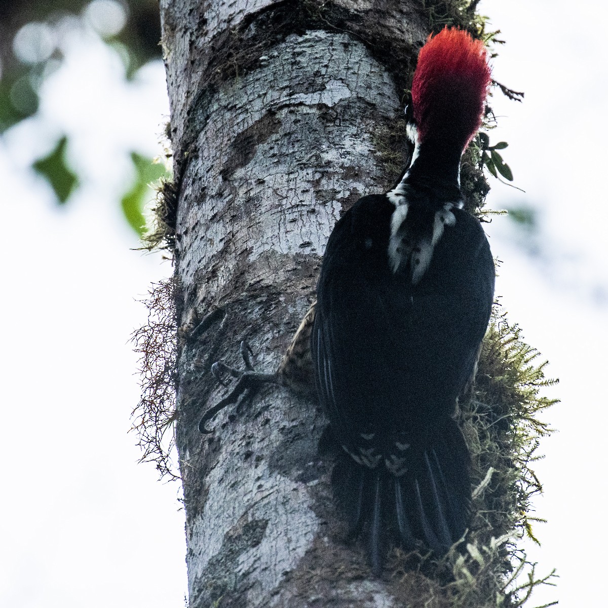 Powerful Woodpecker - Celesta von Chamier
