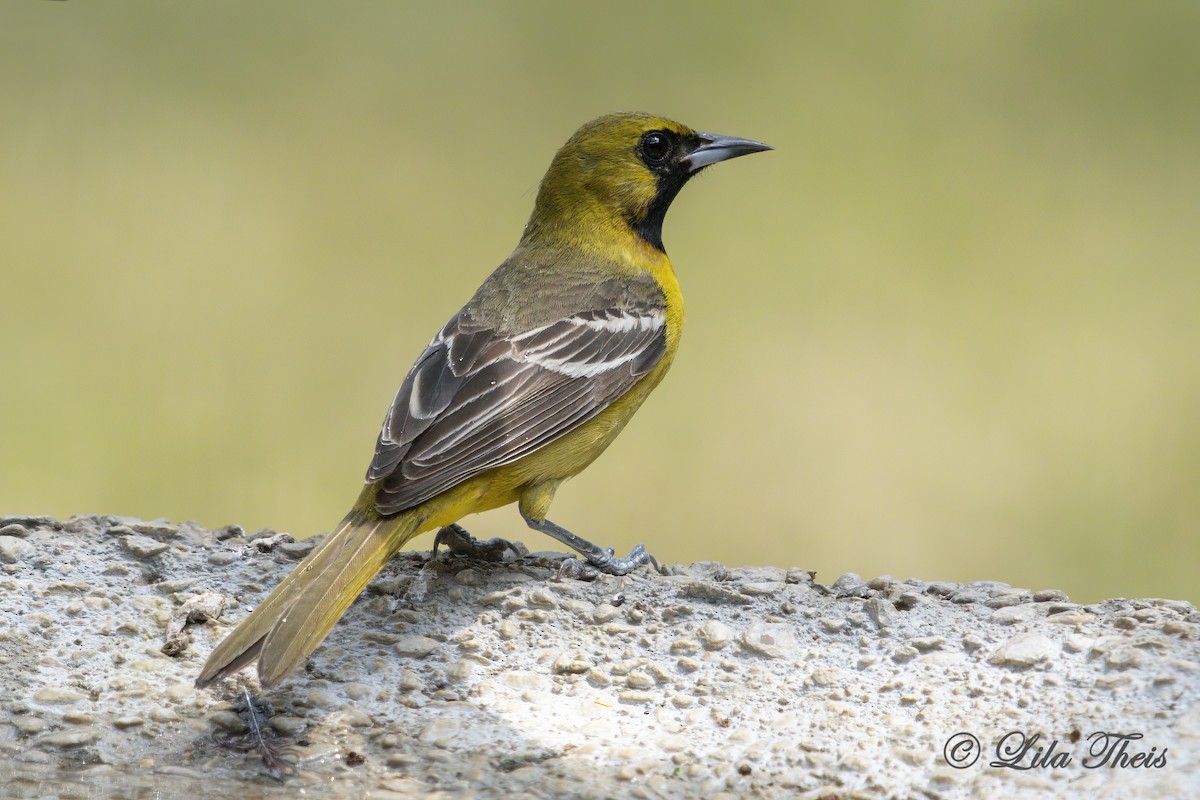 Orchard Oriole - ML446292541