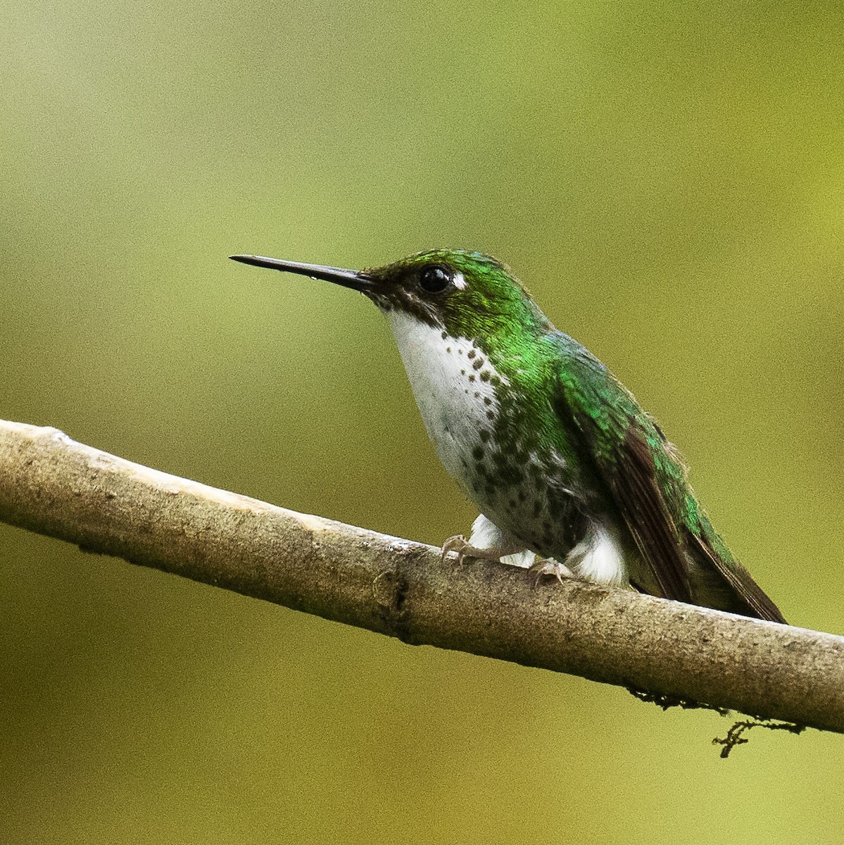 Andean Emerald - ML446296421