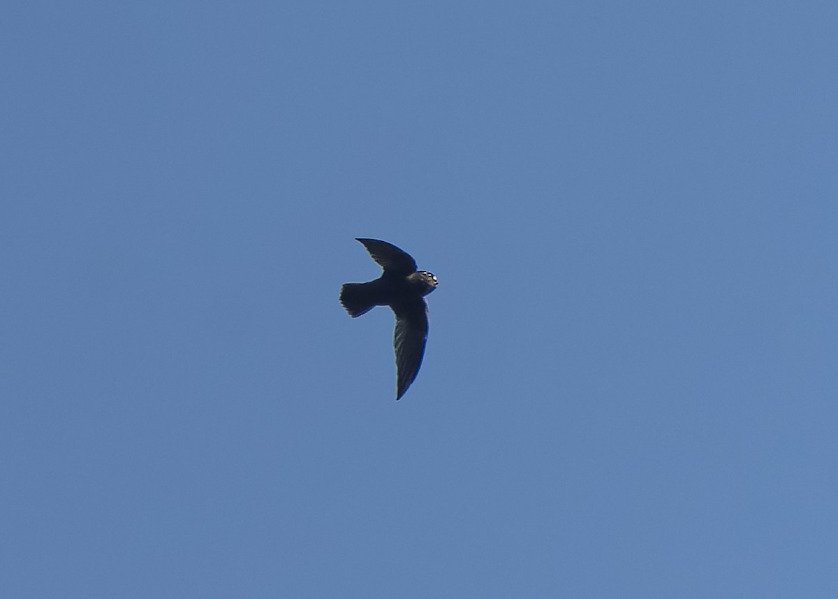 Spot-fronted Swift - ML446306151