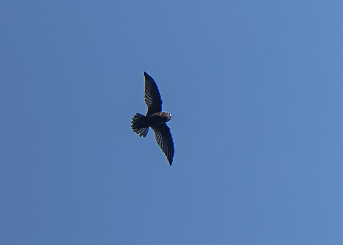 Spot-fronted Swift - ML446306181