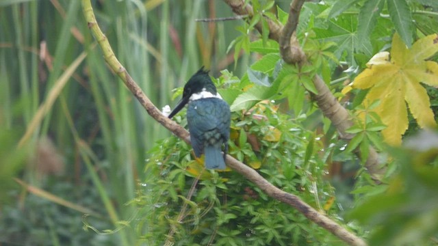 Amazon Kingfisher - ML446313211