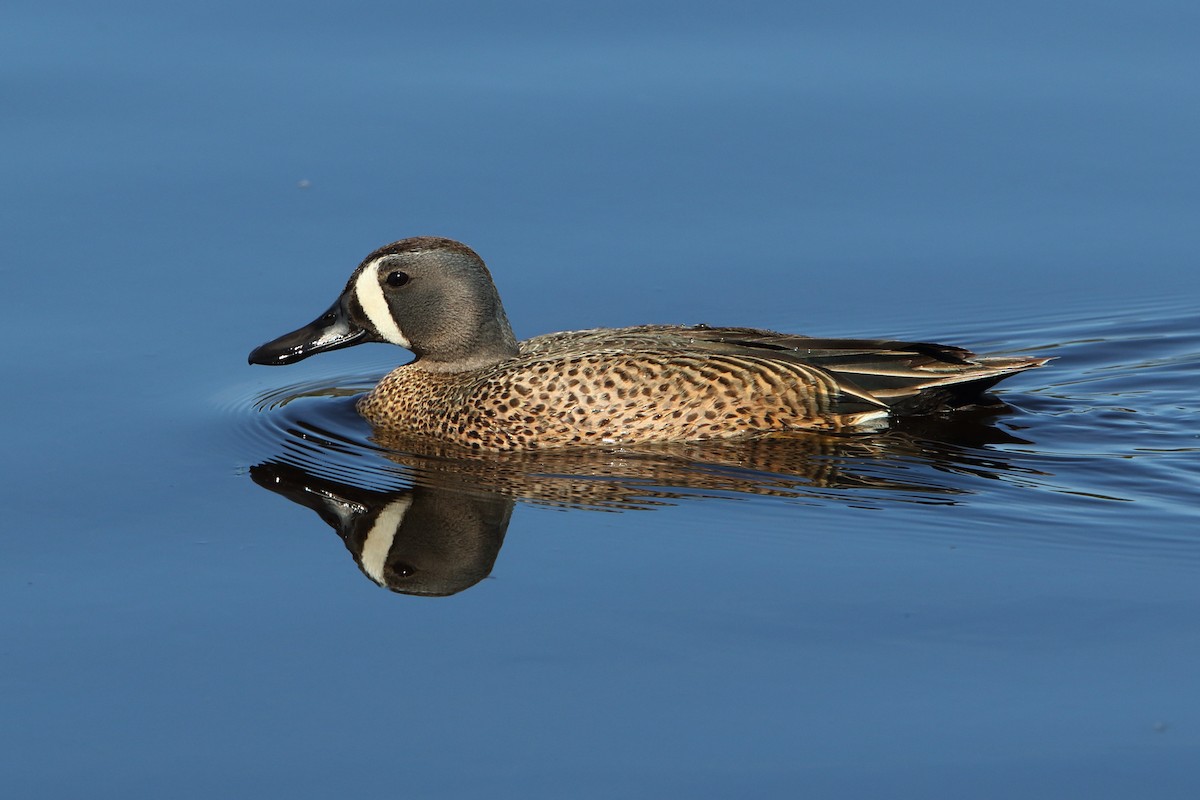Blue-winged Teal - ML446315421