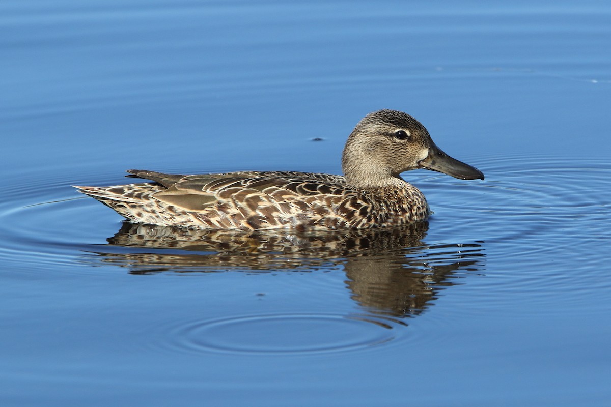Blue-winged Teal - ML446315431