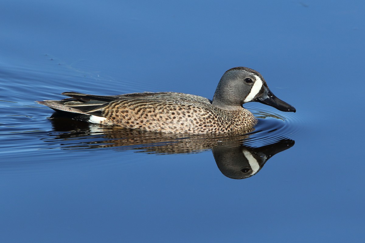 Blue-winged Teal - ML446315481