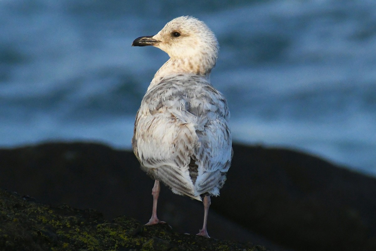 Iceland Gull (Thayer's) - ML446318441