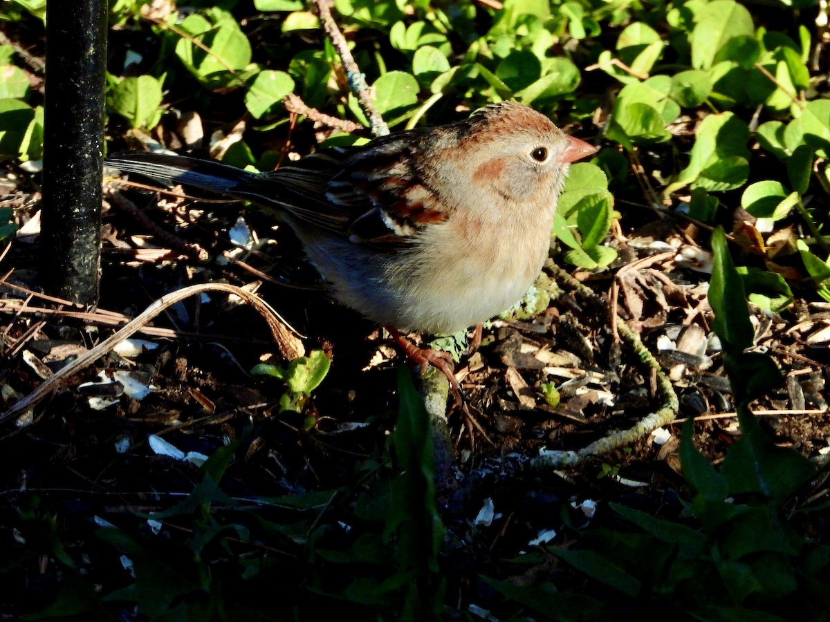 Field Sparrow - ML446319371