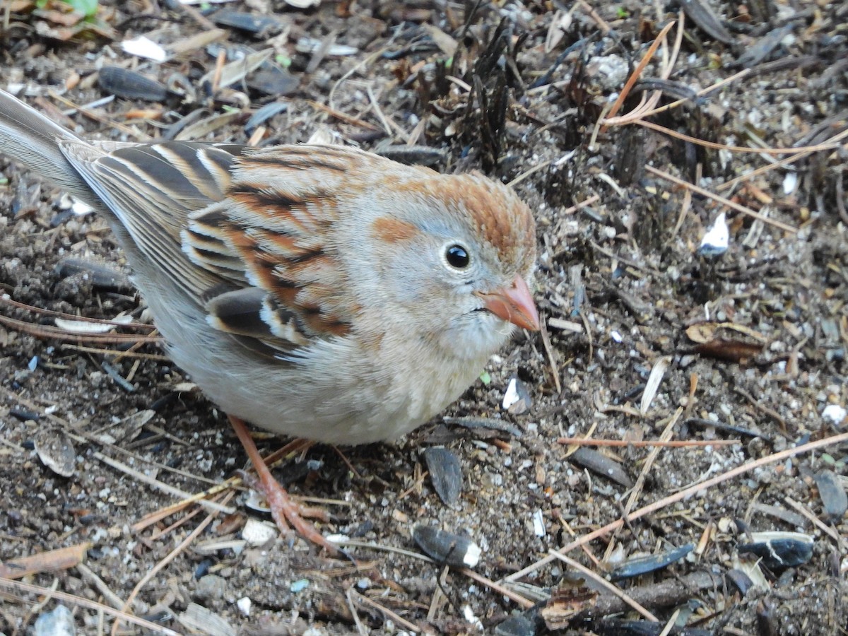 Field Sparrow - ML446319401