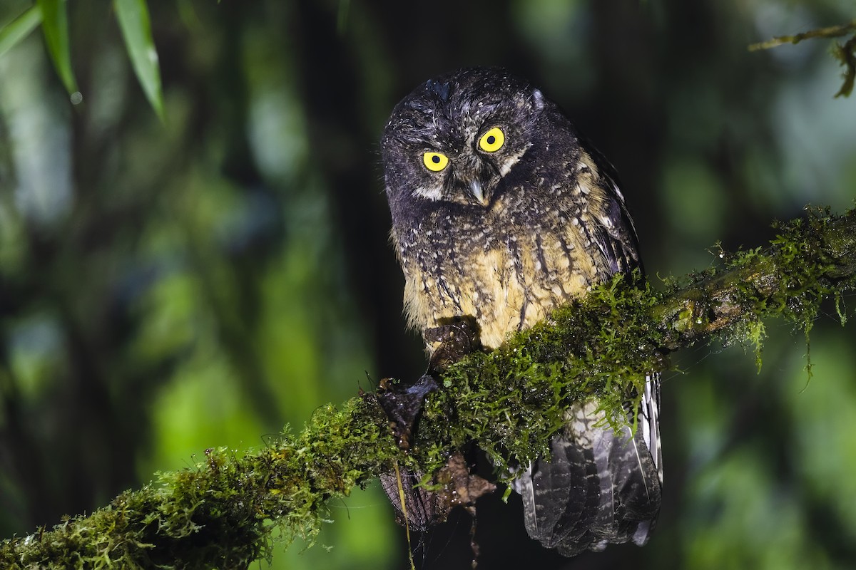 White-throated Screech-Owl - Stefan Hirsch