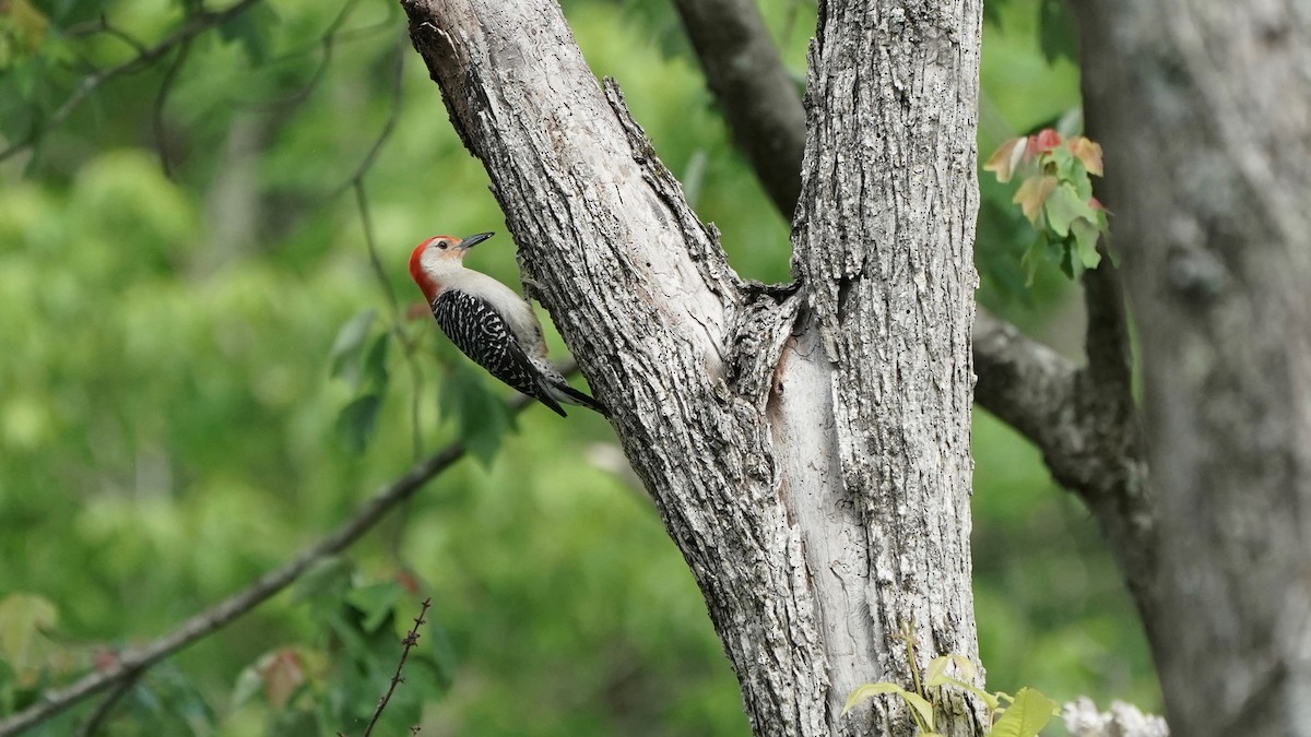 Red-bellied Woodpecker - ML446321681