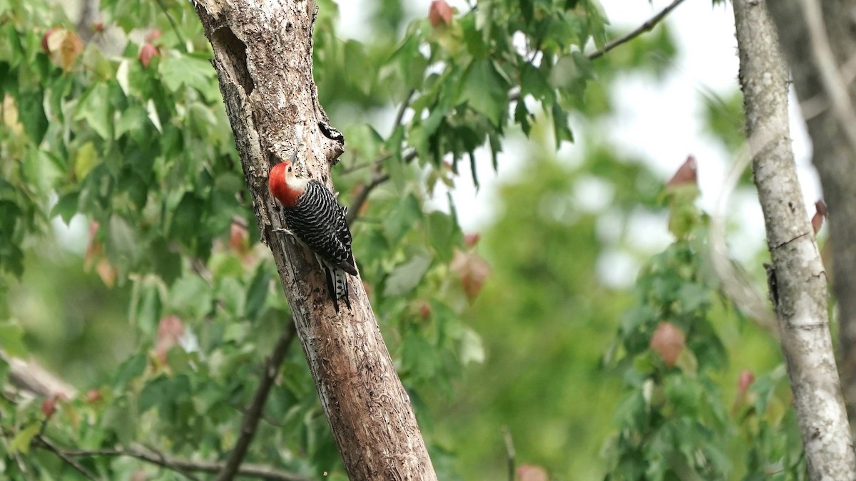Red-bellied Woodpecker - ML446321741