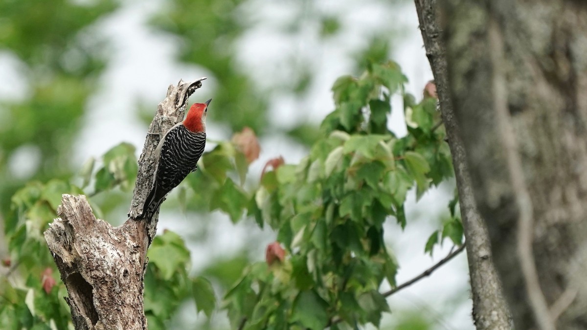 Red-bellied Woodpecker - ML446321791