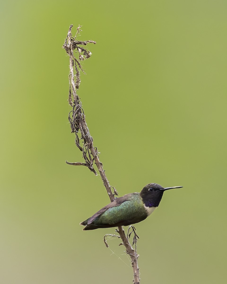 Black-chinned Hummingbird - ML446330351