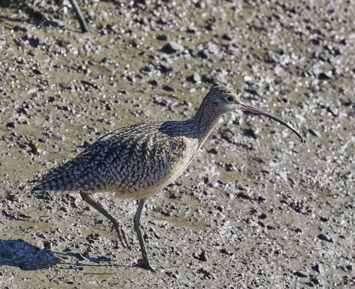 Long-billed Curlew - ML44633511