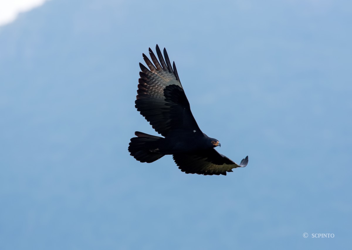Verreaux's Eagle - Shailesh Pinto