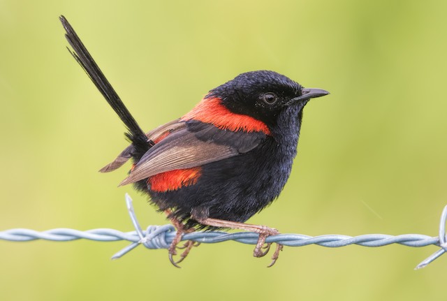 Definitive Basic Male Red-backed Fairywren (subspecies<em class="SciName notranslate">&nbsp;melanocephalus</em>). - Red-backed Fairywren - 