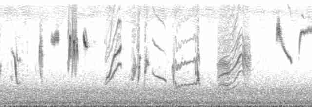 leskot modrošedý [skupina obscura] - ML44634