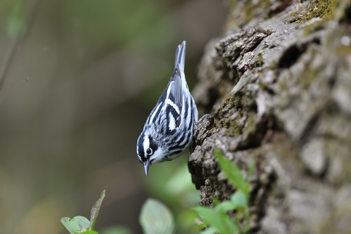 Black-and-white Warbler - ML446341381