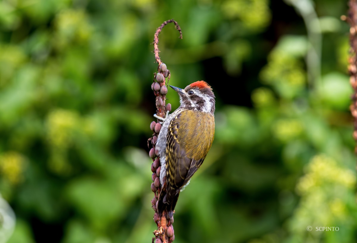 Abyssinian Woodpecker - Shailesh Pinto