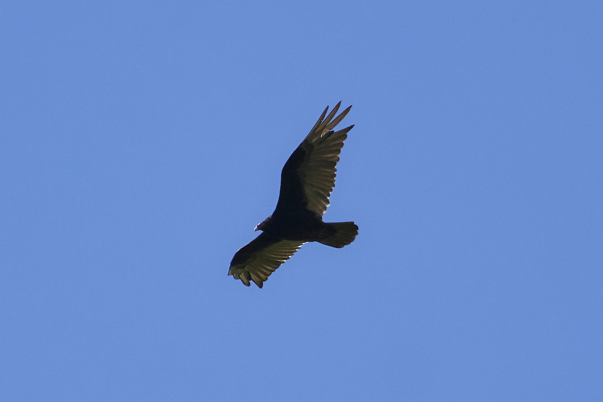 Turkey Vulture - ML446343031