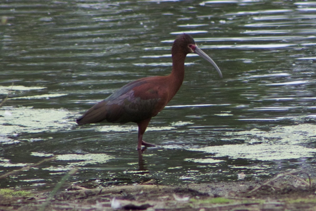 ibis americký - ML446352351