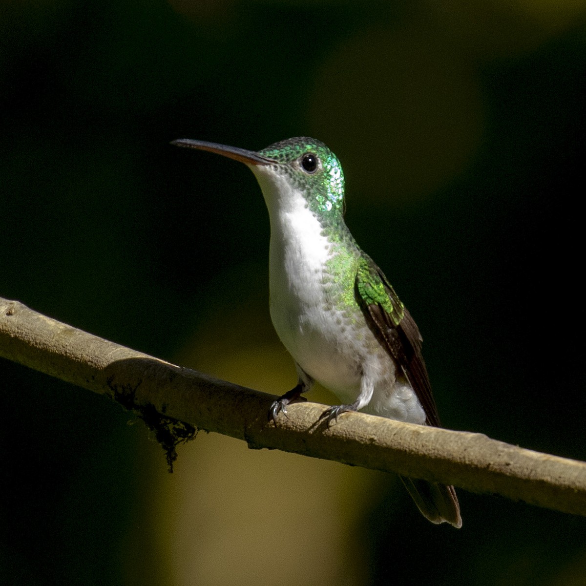 Andean Emerald - ML446358871