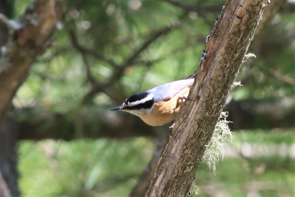 Red-breasted Nuthatch - ML446359271