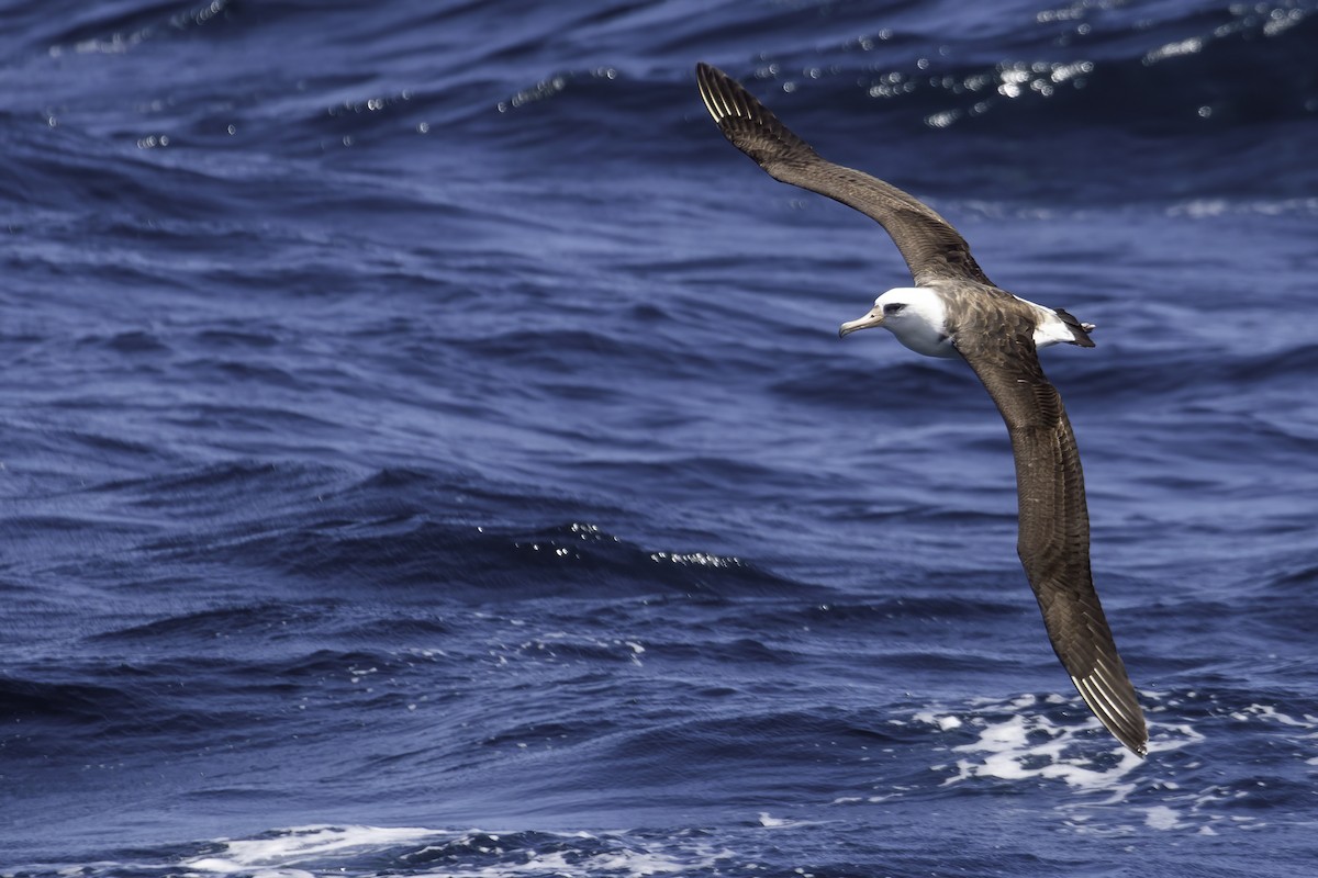 Laysan Albatross - Connor Cochrane
