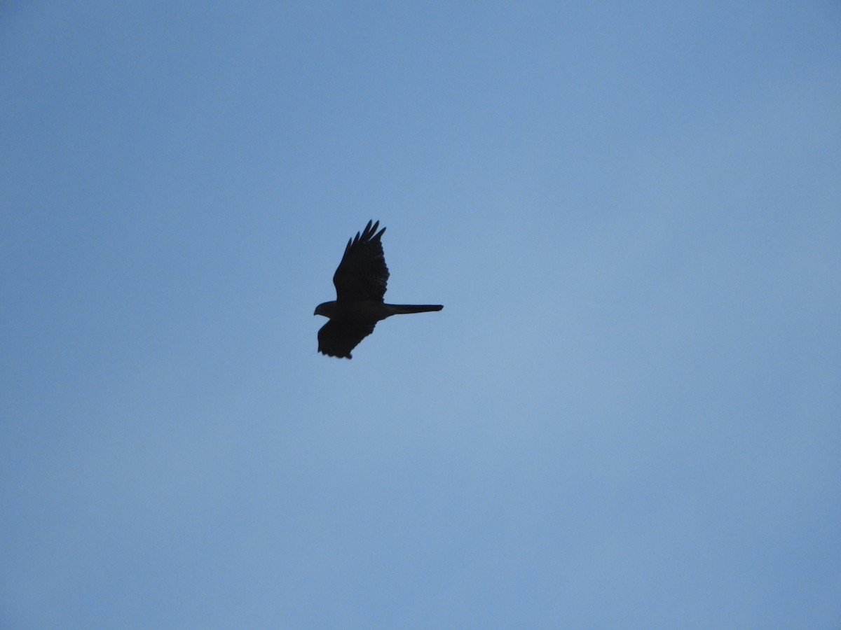 Collared Sparrowhawk - ML446369151