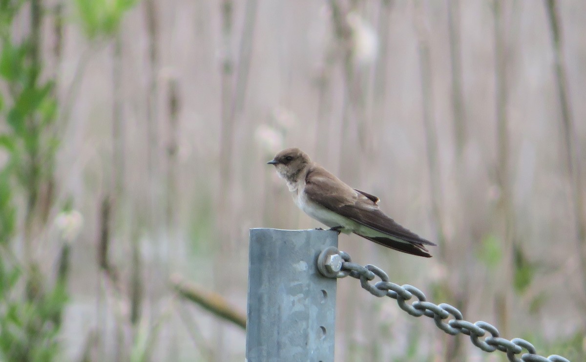 Northern Rough-winged Swallow - ML446370231