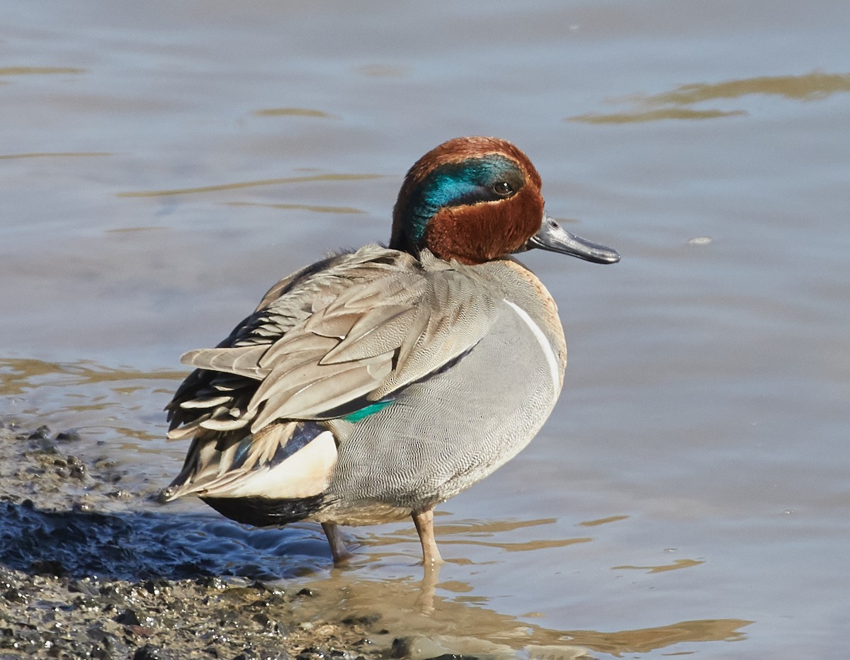 Green-winged Teal - ML44638421