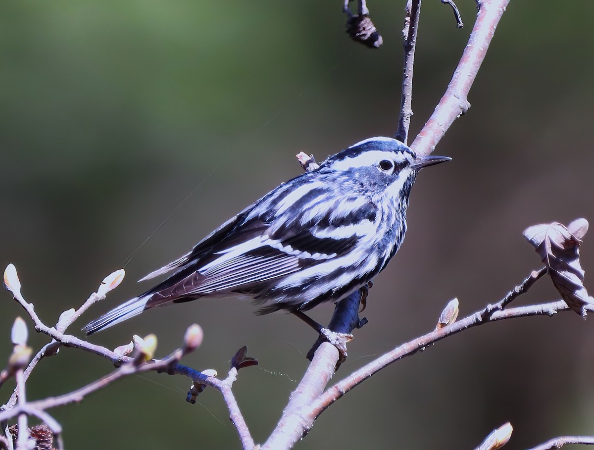 Black-and-white Warbler - ML446387561