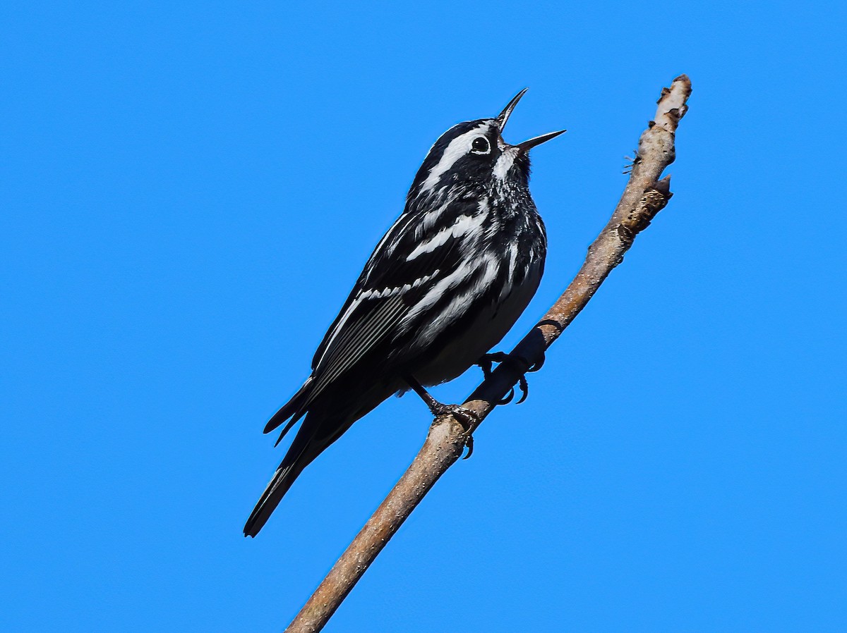 Black-and-white Warbler - ML446387571