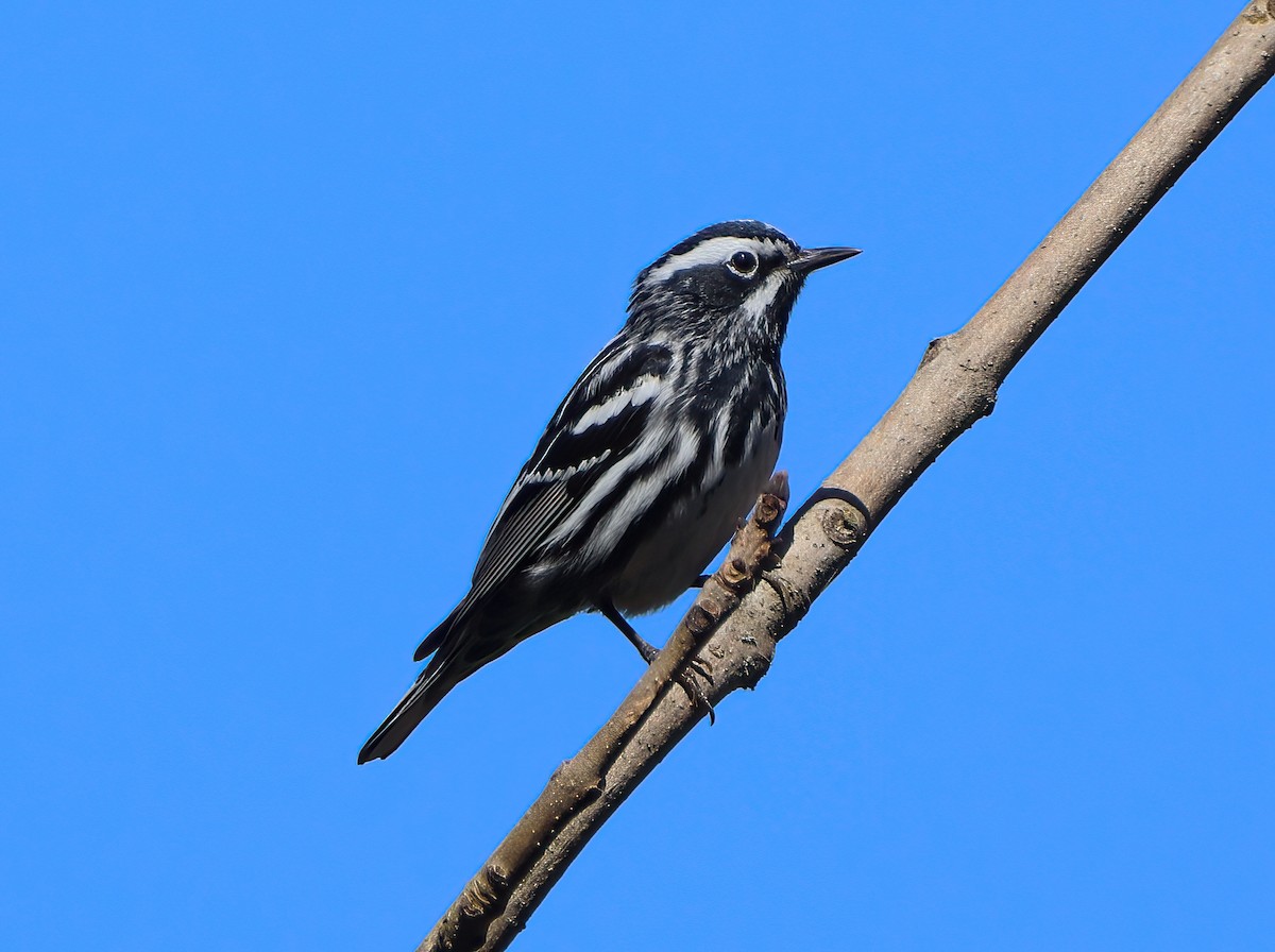 Black-and-white Warbler - ML446387581