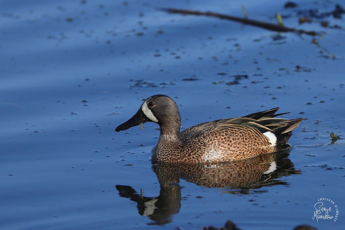 Blue-winged Teal - ML446398621