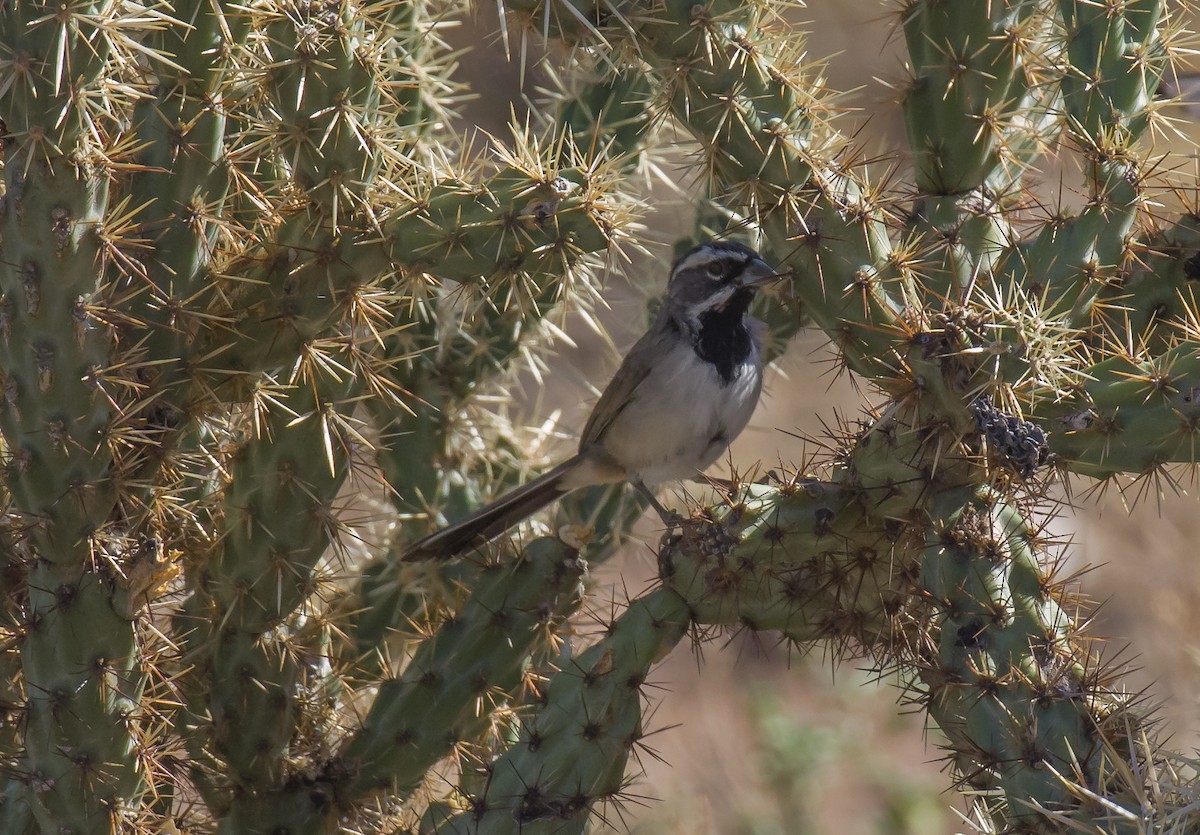 Black-throated Sparrow - ML446398861