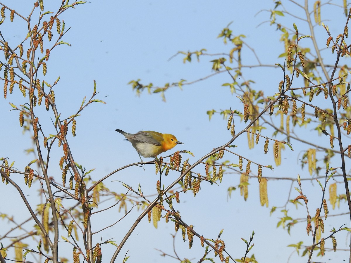 Prothonotary Warbler - ML446400751