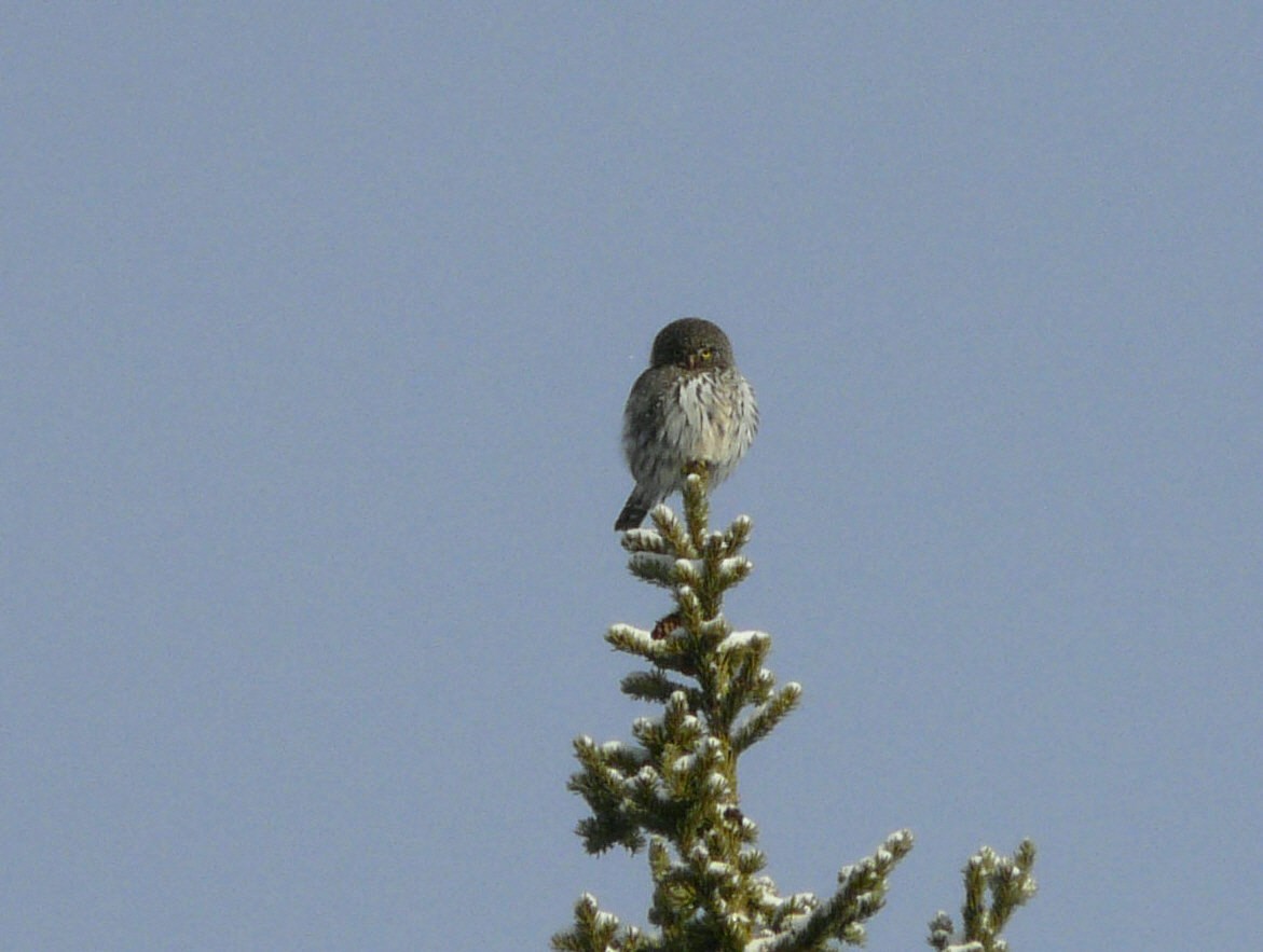 Northern Pygmy-Owl - Douglas Leighton