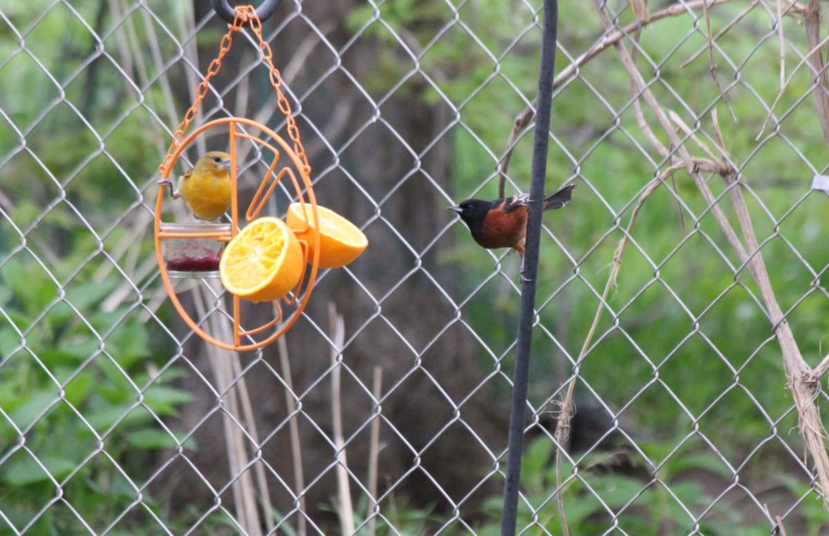 Orchard Oriole - ML446407541